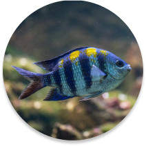 Fisk
